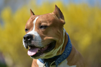 Close-up of dog looking away