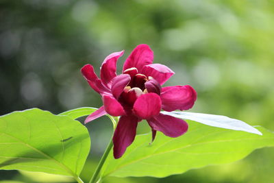 Close-up of pink flowering plant