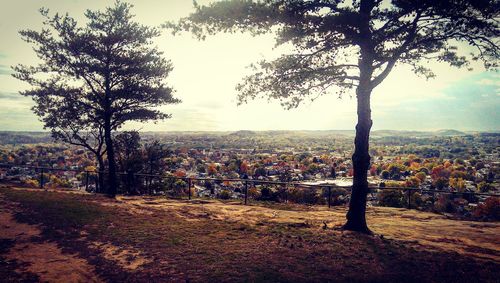 Trees in city