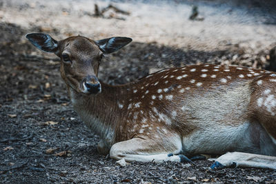 Portrait of deer relaxing on field