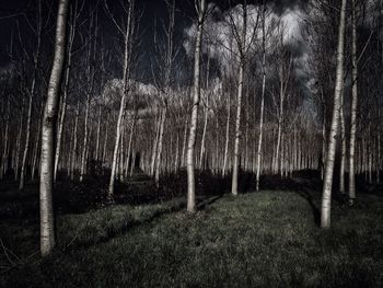 Trees in forest