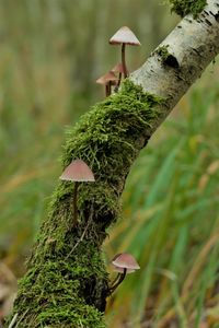 Close-up of mushroom growing on tree trunk