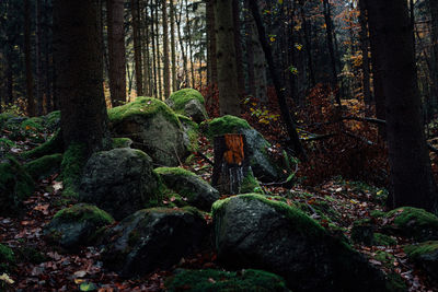 Plants and trees in forest