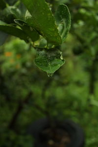 Close-up of raindrops on leaves