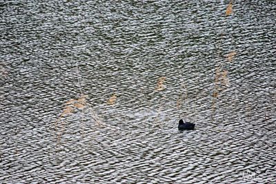 High angle view of bird on cobblestone