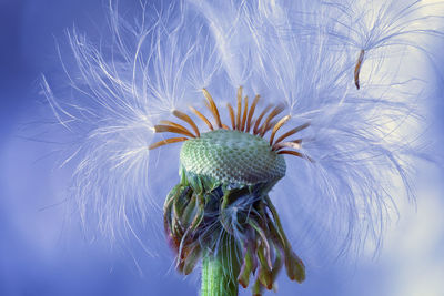 Close up of plant seeds