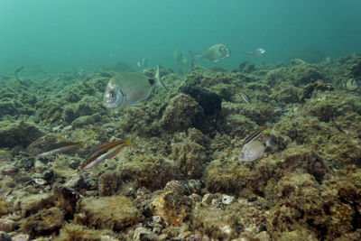 High angle view of fish swimming in sea