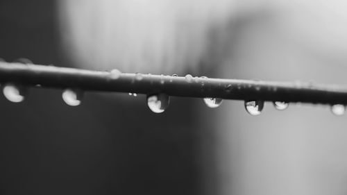 Close-up of water drops on twig