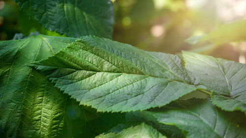 Close-up of green leaves