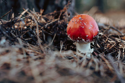 Small fly agaric in the forest on a white leg