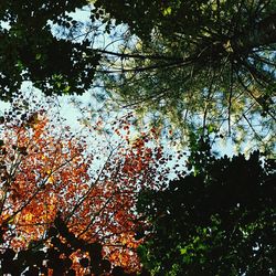 Low angle view of tree branches