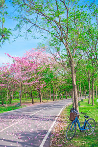 Trees by road in park