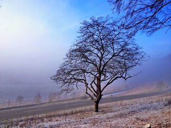 Bare trees by road against sky during foggy weather