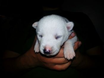Close-up of hand holding puppy