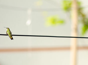 Close-up of bird perching on stem against clear sky