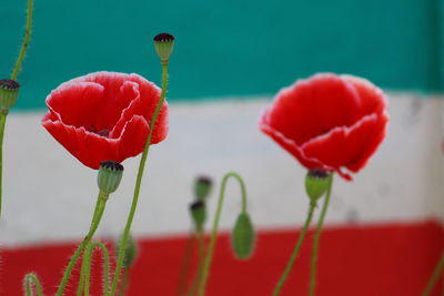 Close-up of red poppy tulip