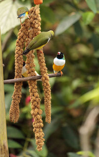 Colorful lady gouldian finch erythrura gouldiae birds eat seed that hangs off a tree branch.