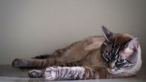 Close-up of a cat resting