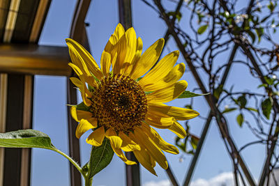 Low angle view of sunflower against sky
