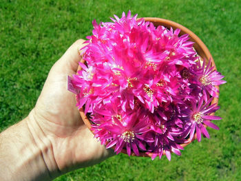 Cropped hand holding pink flower