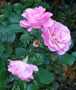 Close-up of pink rose flower