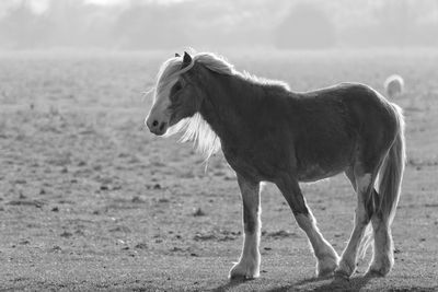 Horse standing on field against sky