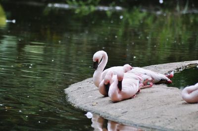 Swans swimming on lake