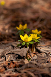 Close-up of yellow flowering plant on field