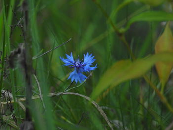 Close-up of purple flower