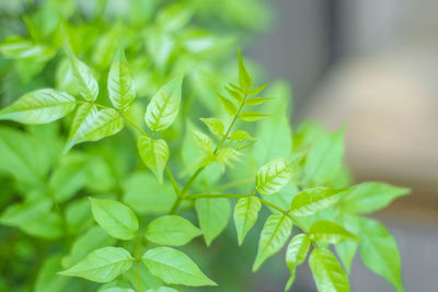 Close-up of potted plant