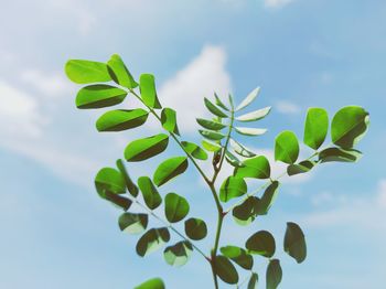 Low angle view of plant against sky