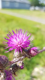 Close-up of purple pink flower