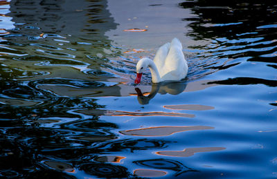 High angle view of swans swimming in lake