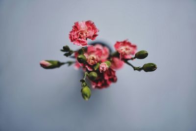 Close-up of pink flowers