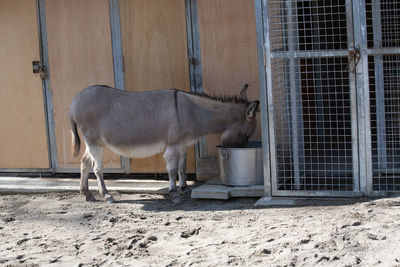 Donkey against built structure