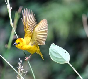 Close-up of a bird flying