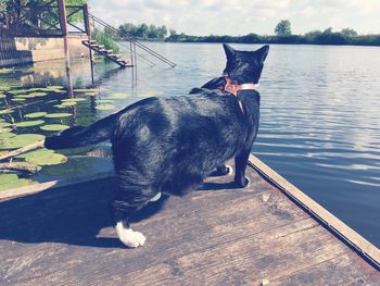 Horse sitting by water