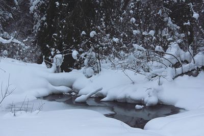 Close-up of tree during winter