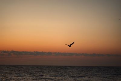 Bird flying over sea