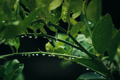 Close-up of wet plant leaves during rainy season