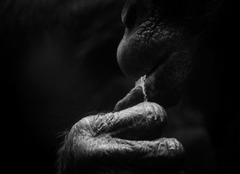 Close-up of chimpanzee biting paper