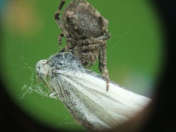 Close-up of spider on leaf