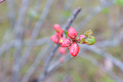 Close-up of red berries on plant