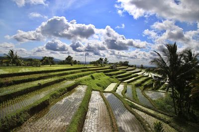 Panoramic shot of agricultural field against sky