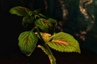 Close-up of green leaves