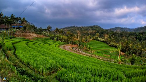 Scenic view of agricultural field against sky