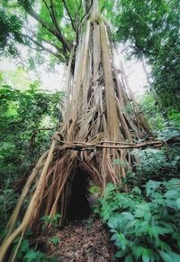 Low angle view of trees in forest