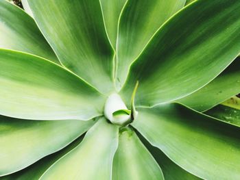 Full frame shot of green plant