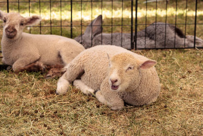 Lamb lying on ground