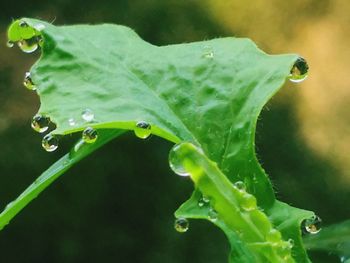 Close-up of water drops on leaf